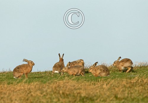    Brown Hares DM2013